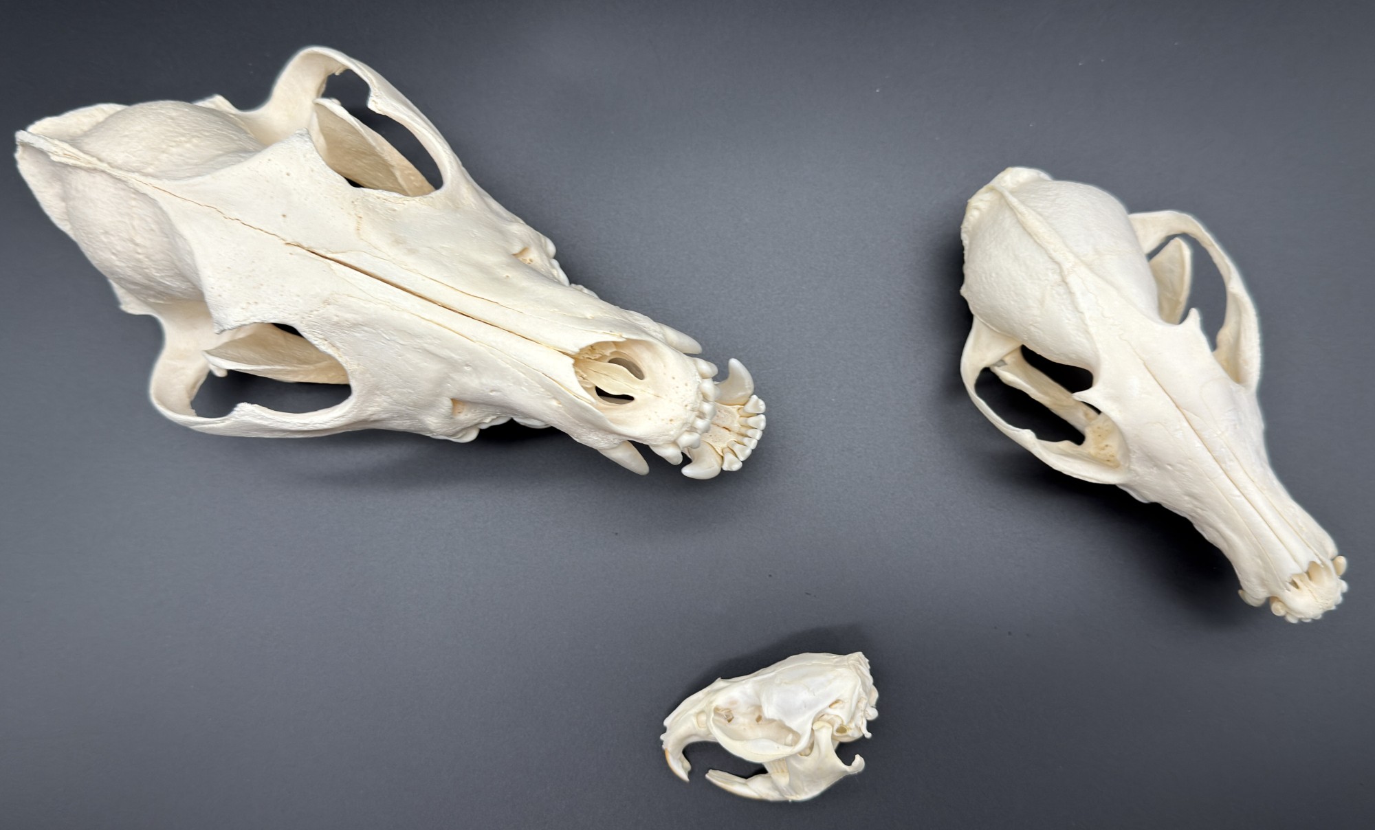 Cabinet de curiosités naturaliste – Image 4